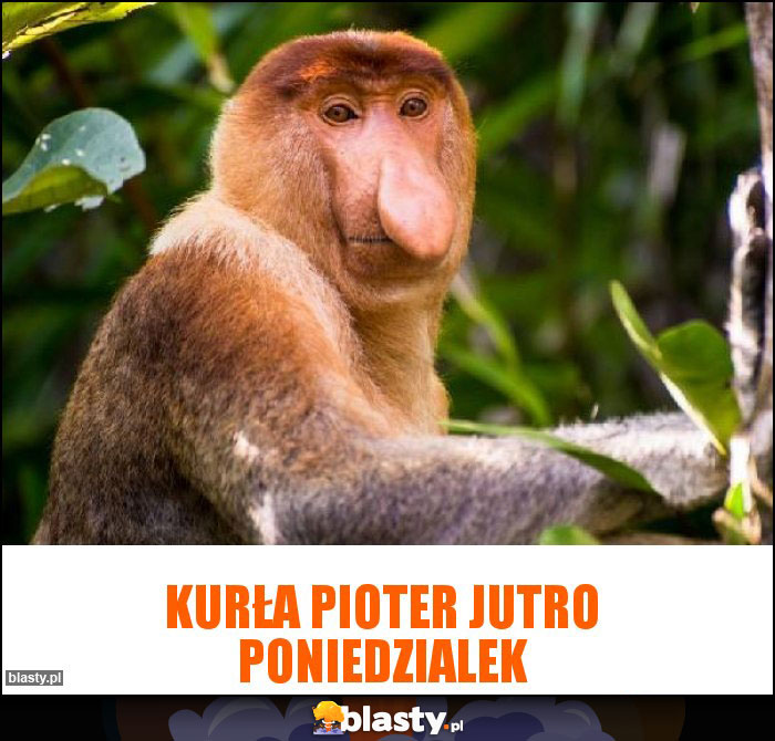 Kurła Pioter jutro poniedzialek