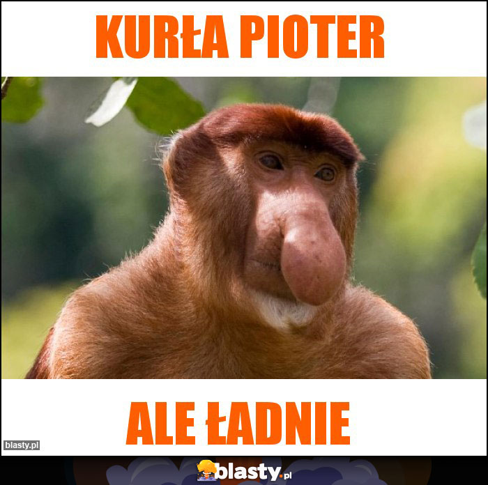 KURŁA PIOTER