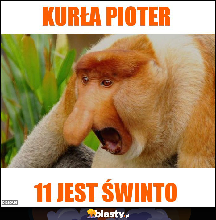 KURŁA PIOTER