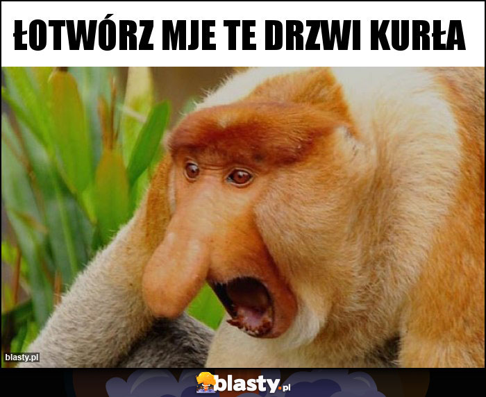 Łotwórz mje te drzwi kurła