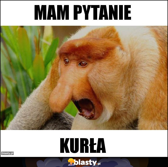 Mam pytanie