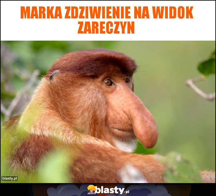 Marka zdziwienie na widok zareczyn