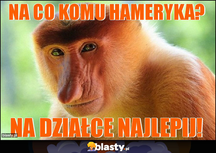 Na co komu Hameryka?