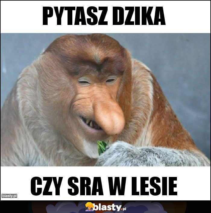 Pytasz dzika