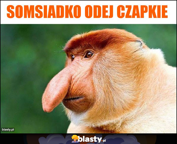 Somsiadko odej czapkie