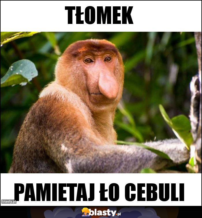 Tłomek