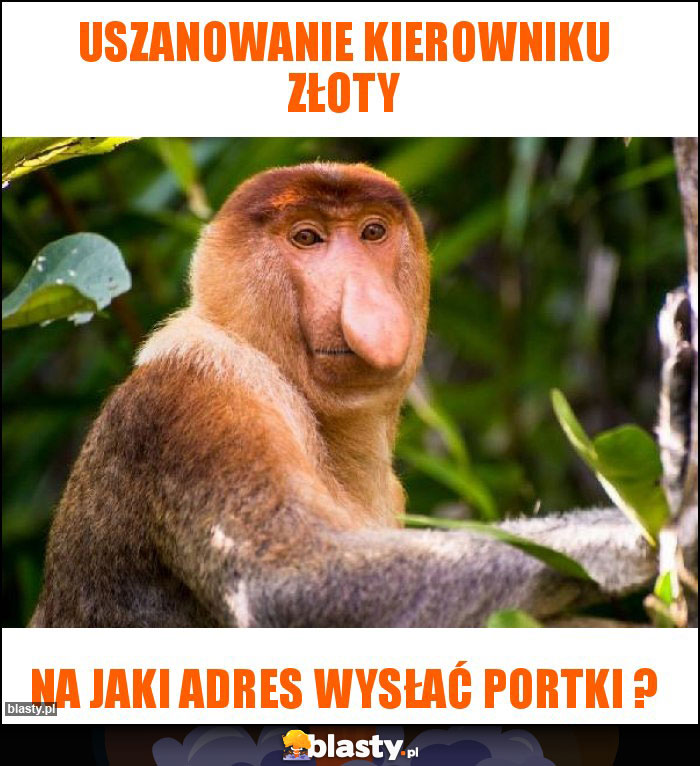 Uszanowanie kierowniku złoty