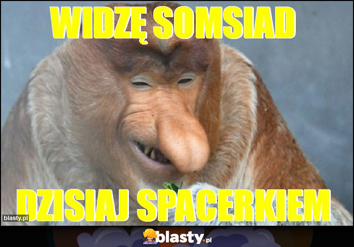 WIDZĘ SOMSIAD