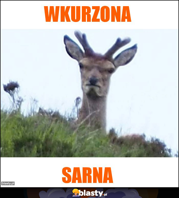 WKURZONA