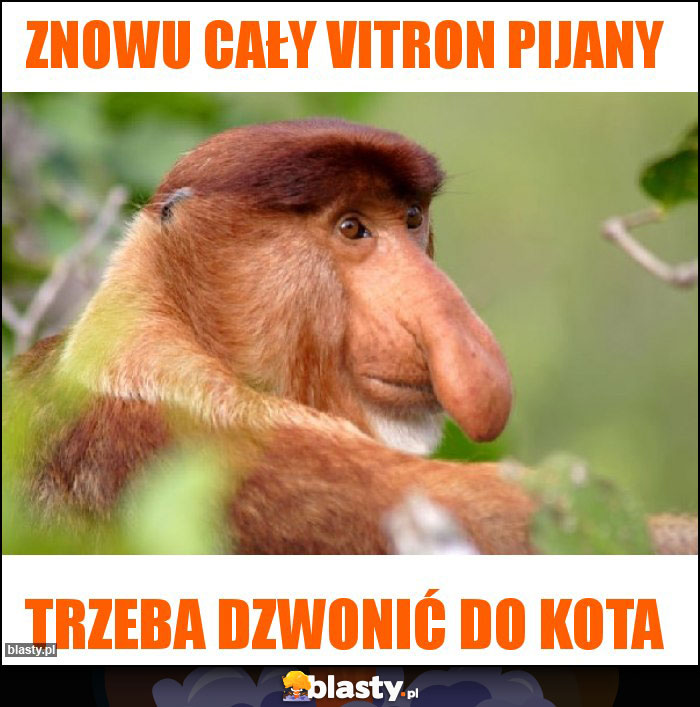 Znowu cały Vitron pijany