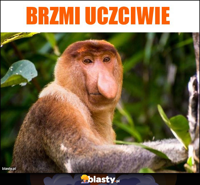 Brzmi uczciwie