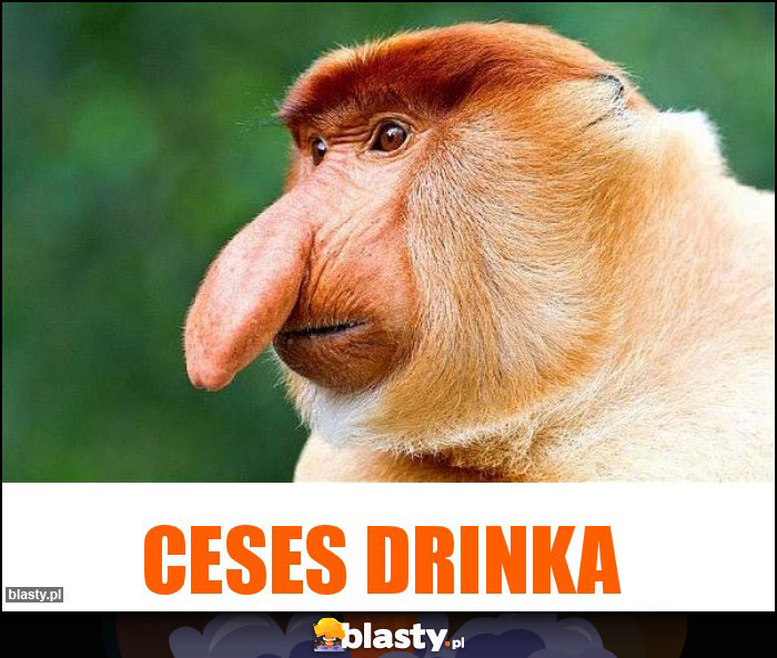 Ceses drinka