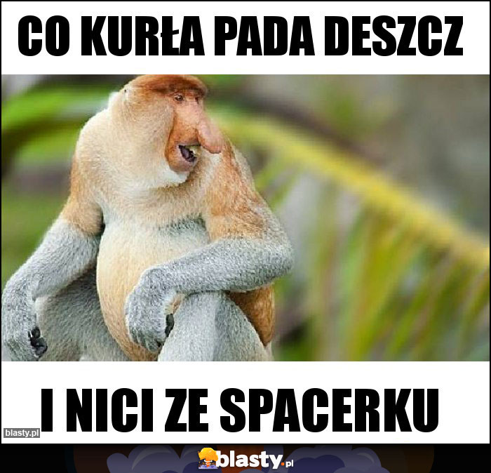 Co kurła pada deszcz