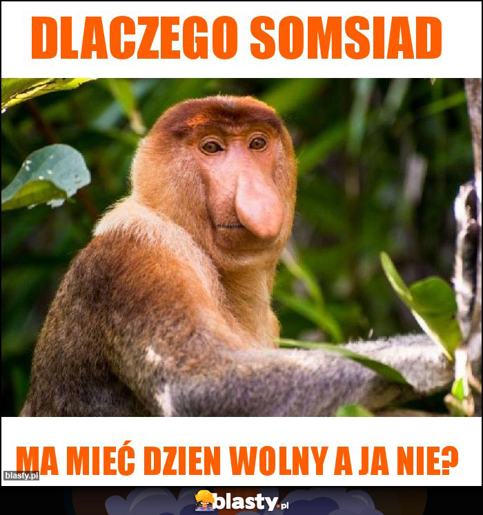 DLACZEGO SOMSIAD