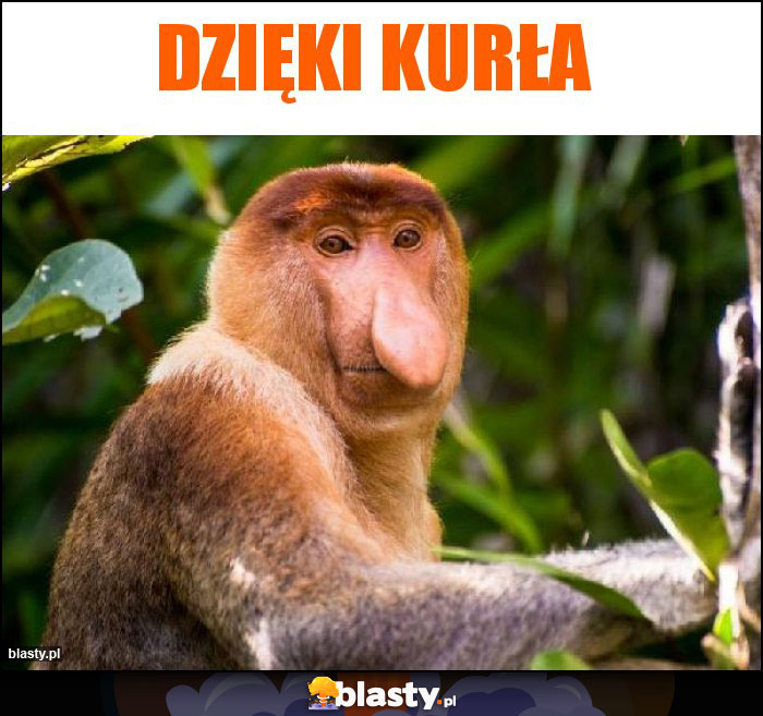 Dzięki kurła