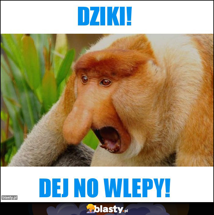 Dziki!