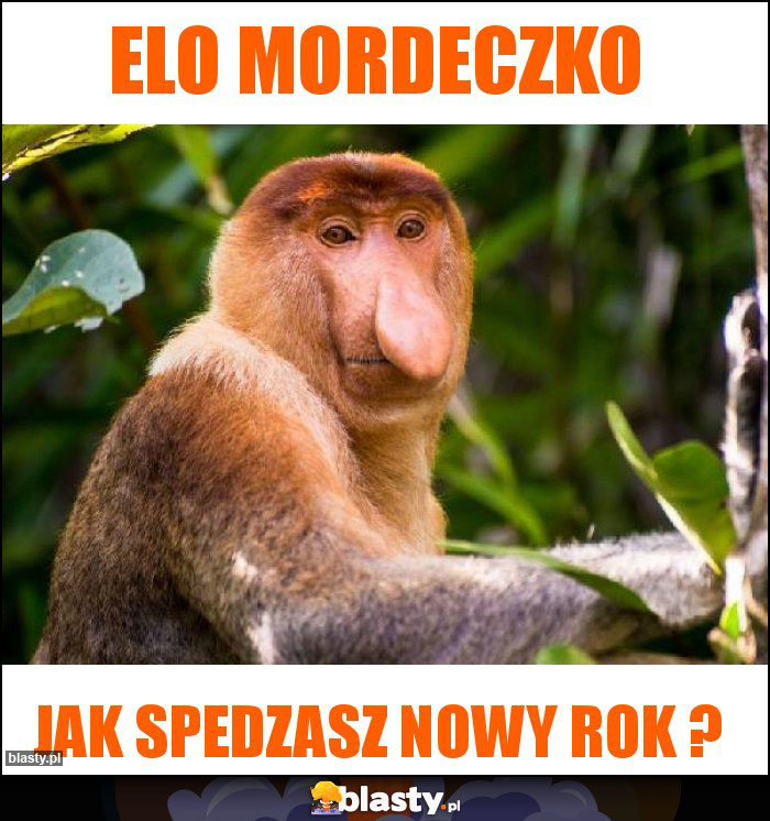 elo mordeczko