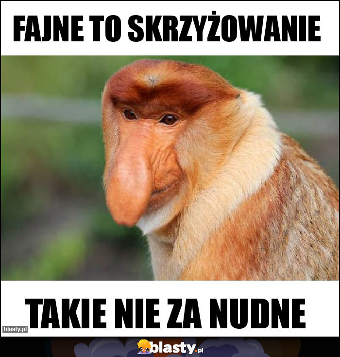 Fajne to skrzyżowanie