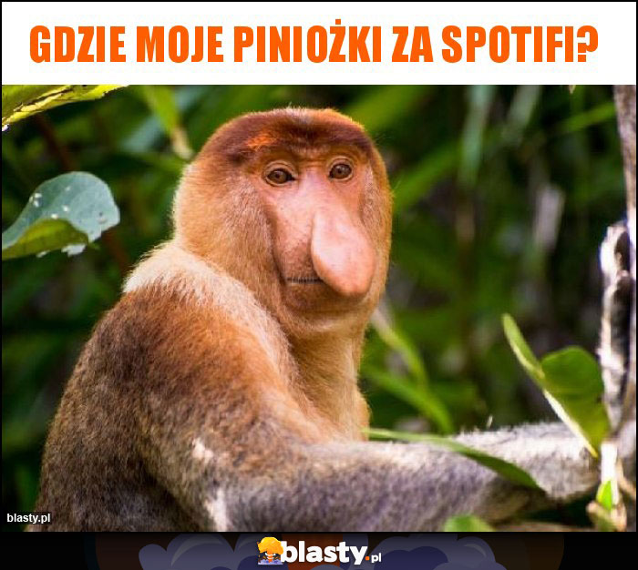 Gdzie moje piniożki za Spotifi?