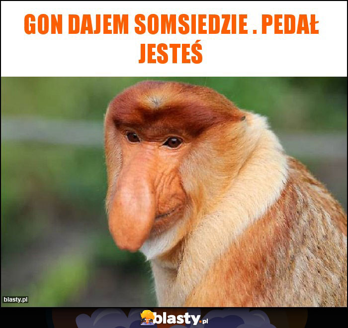 Gon dajem somsiedzie . Pedał jesteś