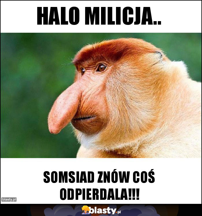 halo milicja..