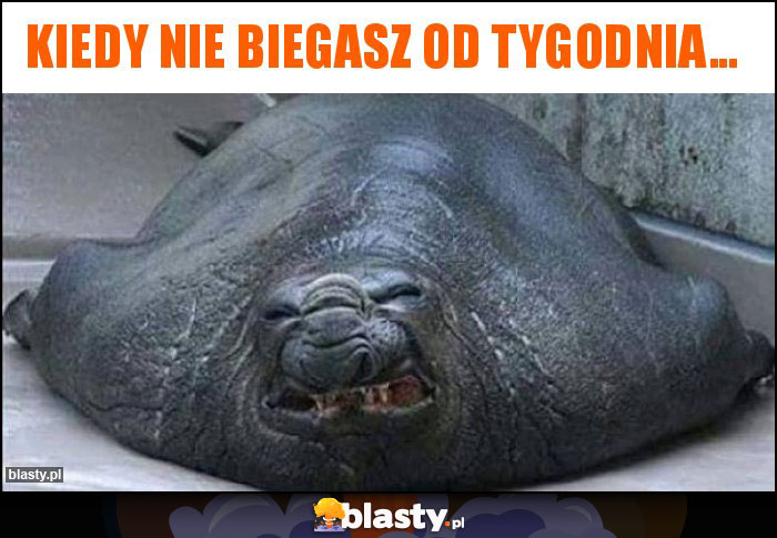 Kiedy nie biegasz od tygodnia...