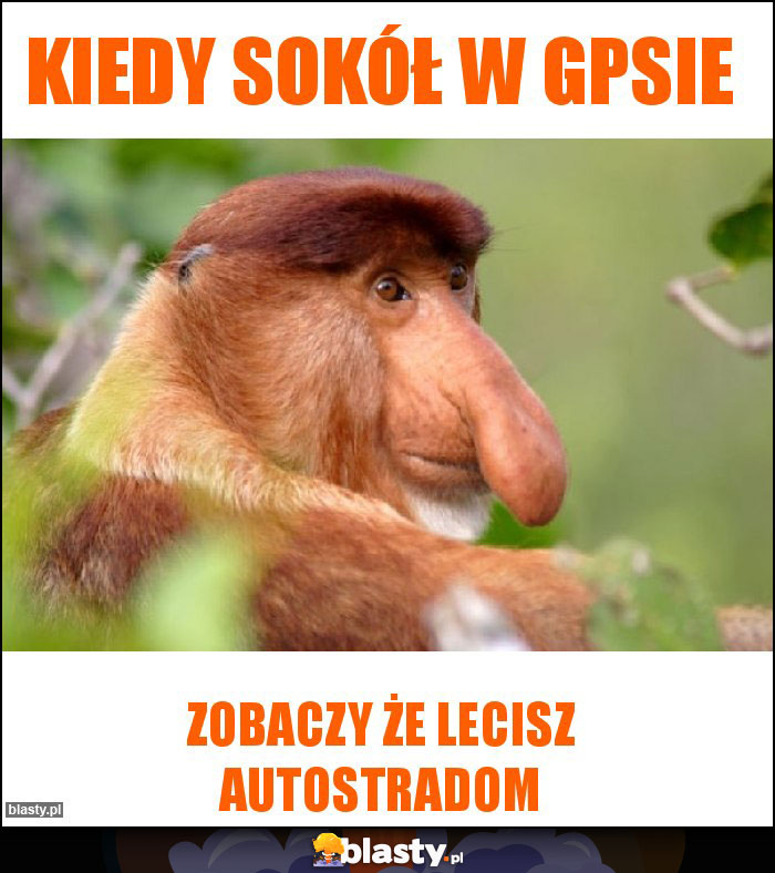 Kiedy sokół w gpsie