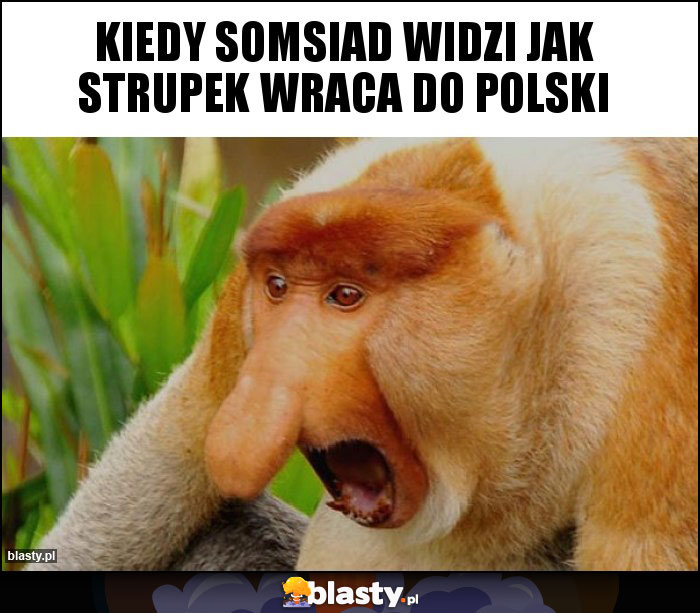 Kiedy somsiad widzi jak strupek wraca do polski