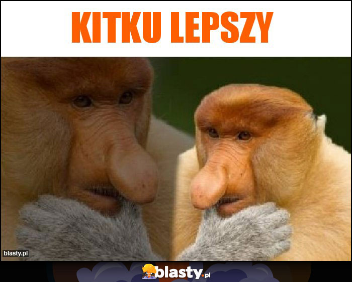 Kitku lepszy