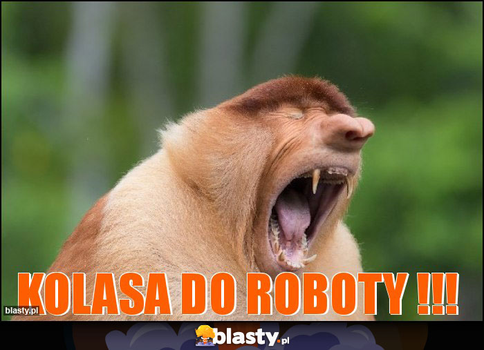 kolasa do roboty !!!