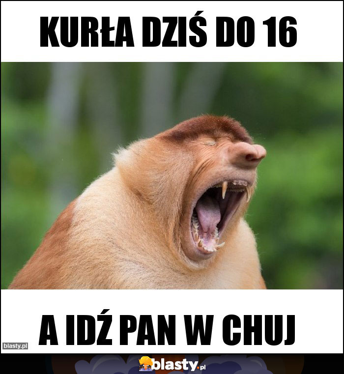 Kurła dziś do 16