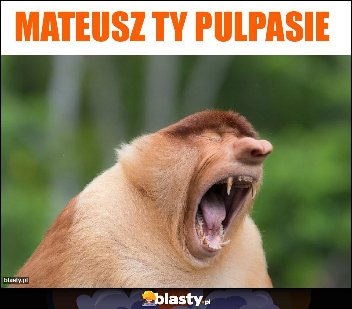 Mateusz ty pulpasie