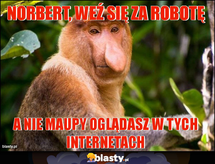 Norbert, weź się za robotę