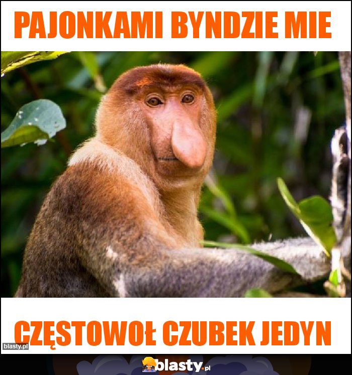 Pajonkami byndzie mie