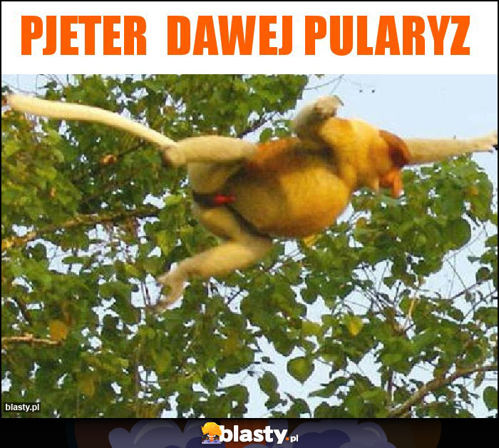 pjeter  dawej pularyz