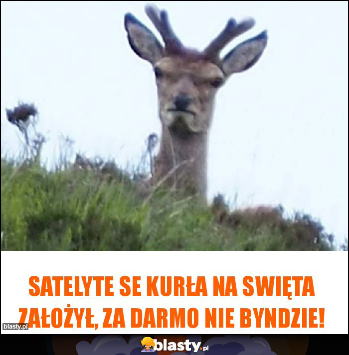 satelyte se kurła na swięta założył, za darmo nie byndzie!