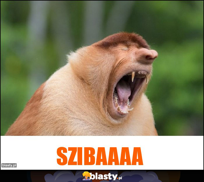 Szibaaaa