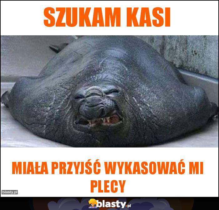 Szukam kasi