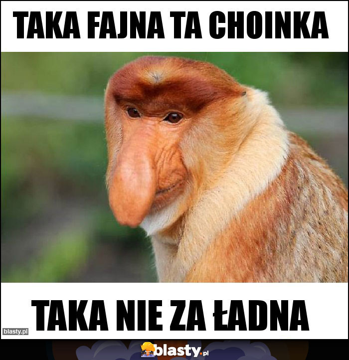 Taka fajna ta choinka