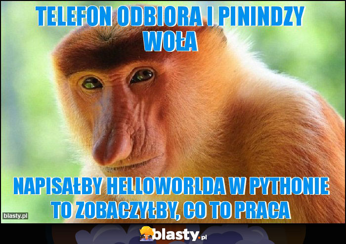 Telefon odbiora i pinindzy woła