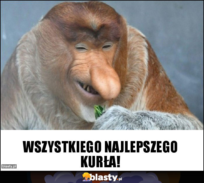 Wszystkiego najlepszego kurła!