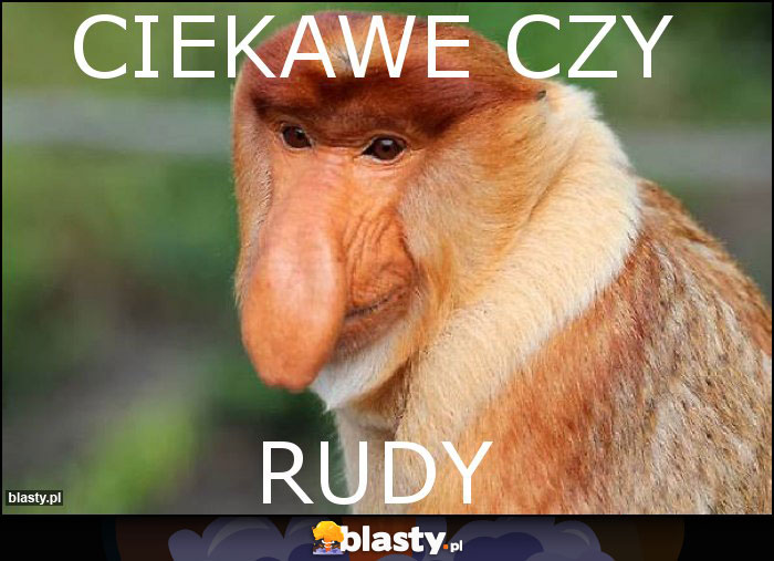 ciekawe czy