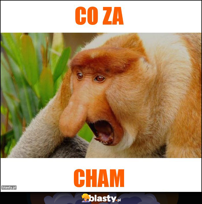 Co za