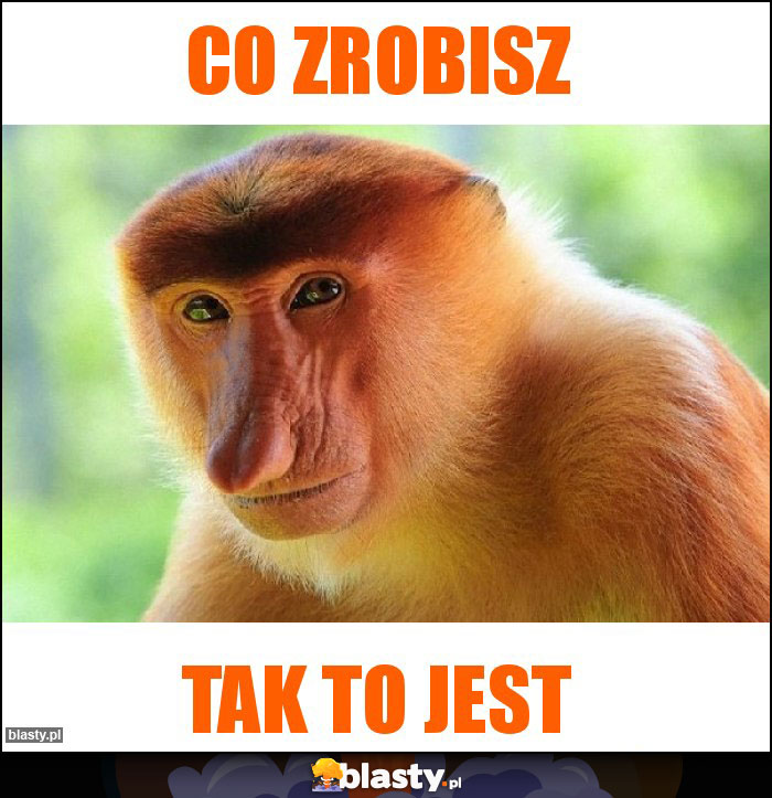 CO ZROBISZ