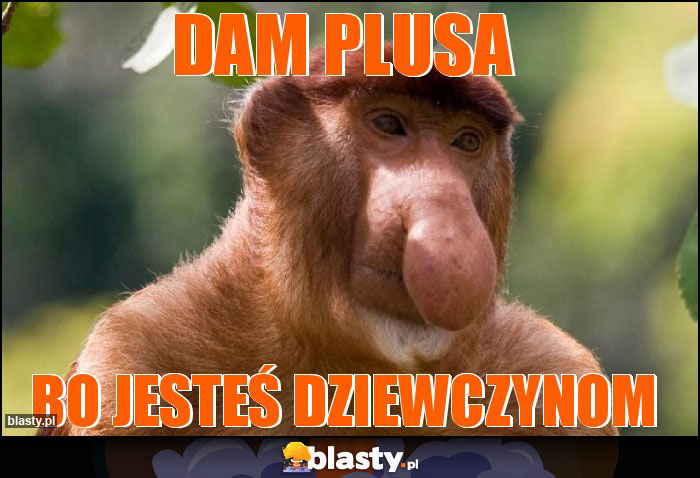 Dam plusa