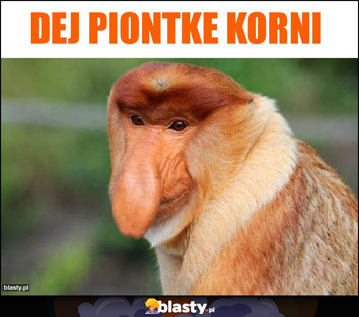 DEJ PIONTKE KORNI