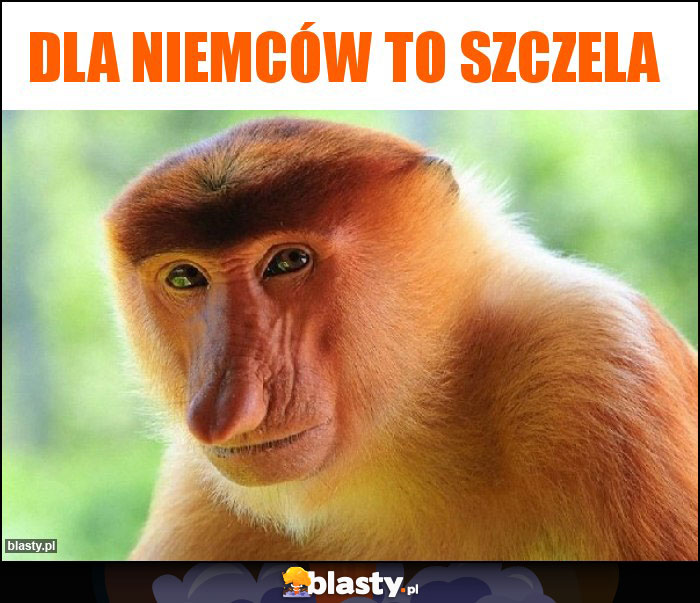 DLA NIEMCÓW TO SZCZELA