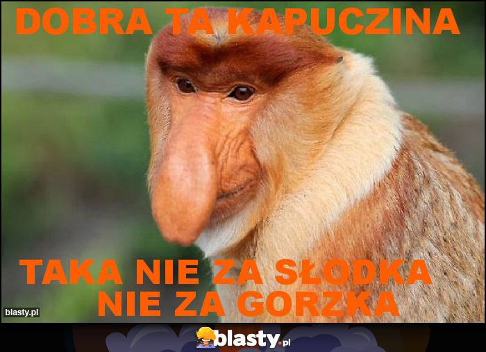 DObra ta kapuczina