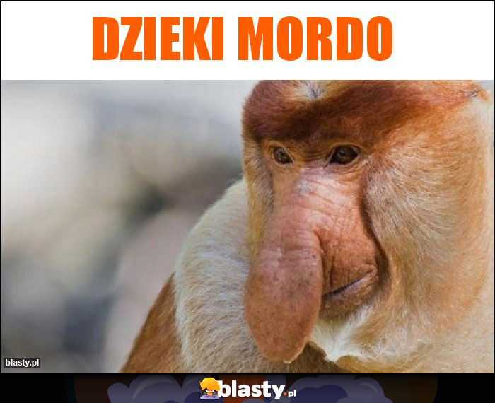 Dzieki Mordo