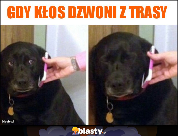 gdy kłos dzwoni z trasy